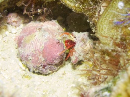 Red Reef Hermit Crab IMG 5556